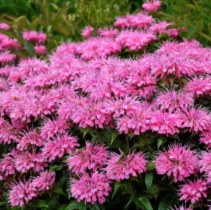 Monarda 'Sugar Buzz'