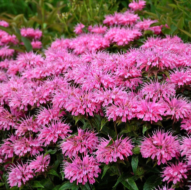 Monarda 'Sugar Buzz'