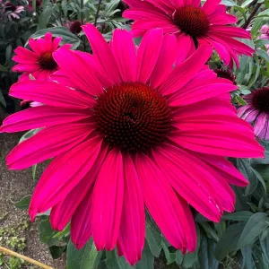 Echinacea SENSATION WILD ROMANCE