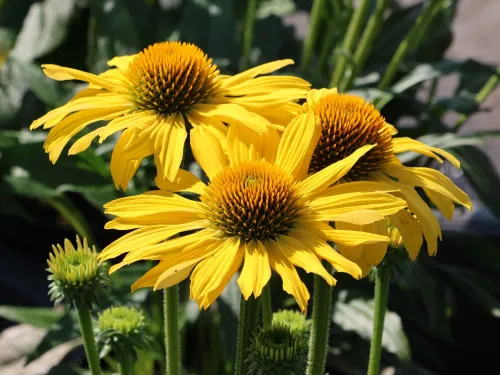 Echinacea SKIPPER GOLDEN