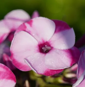 Floks metlinatý FLAME LA CRÈME PINK