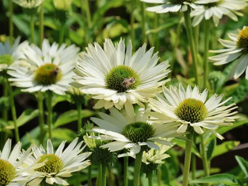 Echinacea VIRGIN