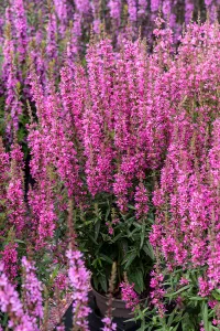 Vrbica vŕbolistá 'Hot Pink'