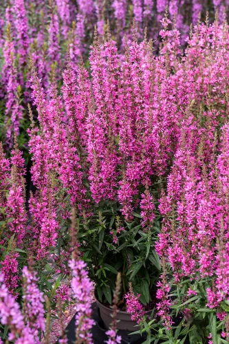 Vrbica vŕbolistá 'Hot Pink'