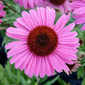 Echinacea PEARL DARK PINK
