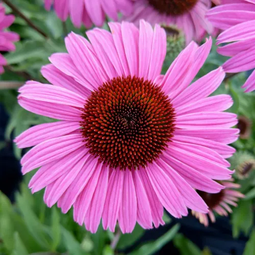 Echinacea PEARL DARK PINK