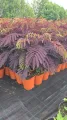 Albicja 'Summer Chocolate'