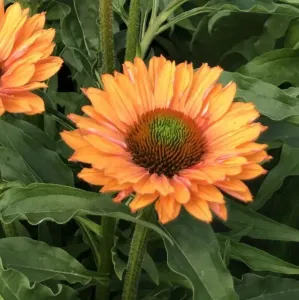 Echinacea sunseekers PUMPKIN PIE