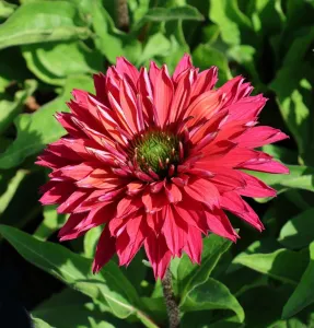 Echinacea sunseekers SWEET FUCHSIA