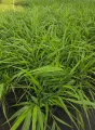 Trawa Hakonechloa GREENHILLS