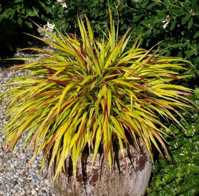 Hakonechloa MULLED WINE