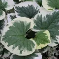 Brunnera VARIEGATA