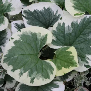 Brunerka VARIEGATA