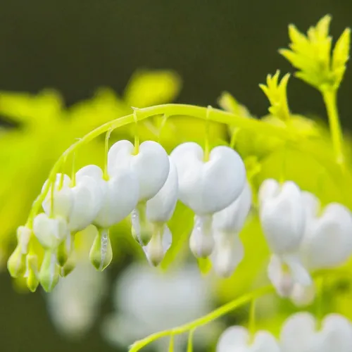 ALBA WHITE GOLD 