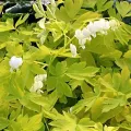 Serduszka WHITE GOLD