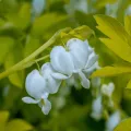 Serduszka WHITE GOLD