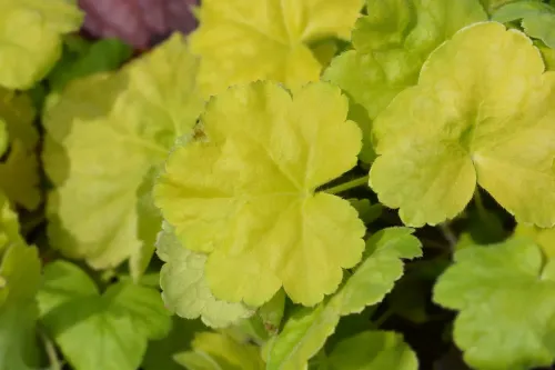 Heuchera WORLD CAFFE ROMANO
