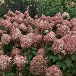 Hortenzia PIXIO