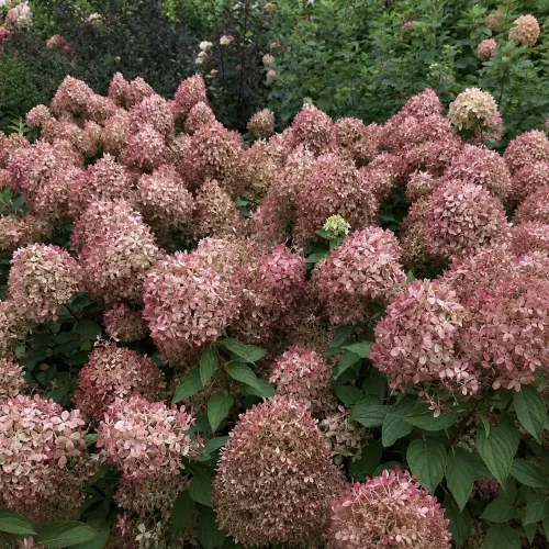 Hortenzia PIXIO
