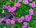 Wernonia SUMMER SURRENDER