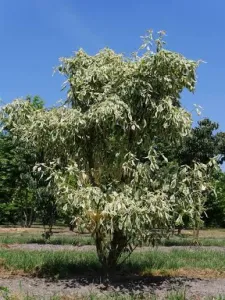 Drieň poschodovitý 'Variegata'