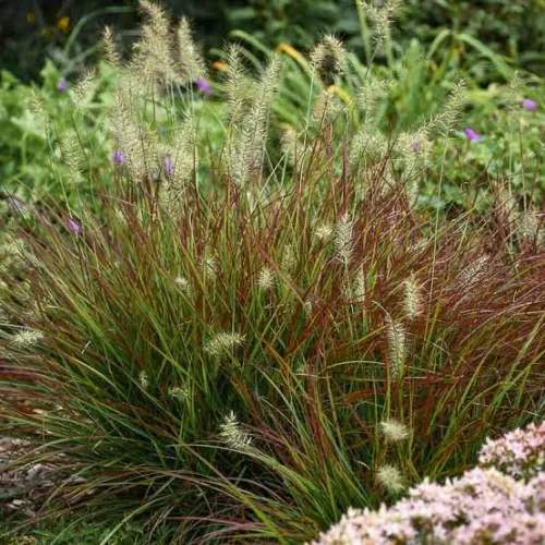 Perovec psiarkovitý 'Burgundy Bunny'