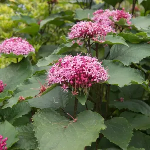 Klerodendron Bungeho 'Szczęślin'