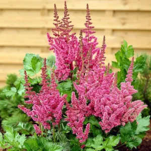 Astilba VISION IN PINK