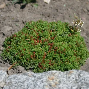 Rozchodník CORAL CARPET