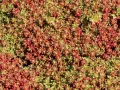 Rozchodnik CORAL CARPET