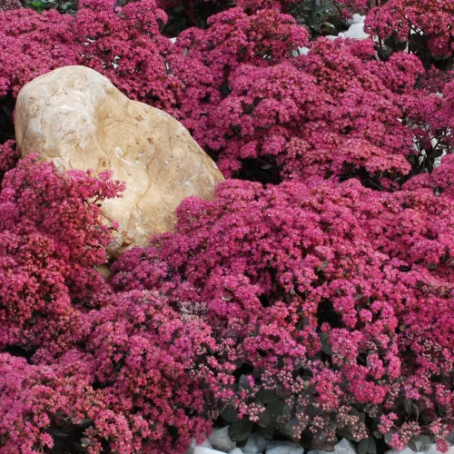 Rozchodnik SUNSPARKLE DAZZLEBERRY