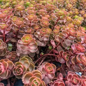 Rozchodnik DRAGONS BLOOD