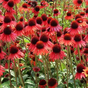 Echinacea HOT SUMMER