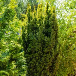 Tis prostredné HICKSII BARTH