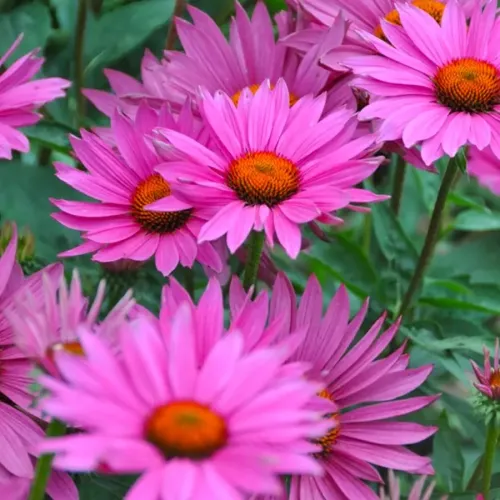 Echinacea JS ROHO
