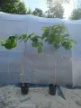 MORWA szerokolistna SPIRATA