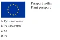 Grusza kolumnowa UKRAIŃSKA