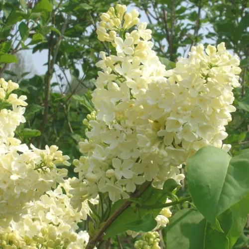 Bez obyčajný žltý PRIMROSE na kmene