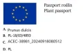 Migdałowiec Jadalny MIGDAŁ