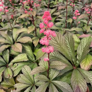 Rodgerzia 'Peacock'