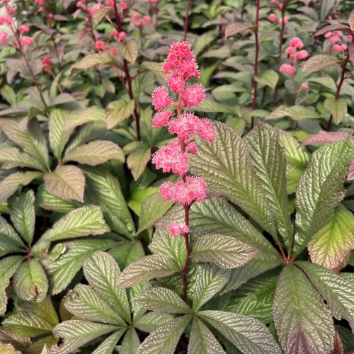 Rodgerzia 'Peacock'