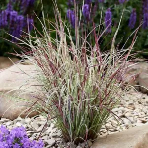 Fúzatka Gerardova 'Chameleon'
