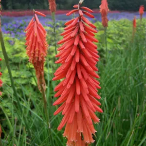 Fakľovka 'Rocket's Red