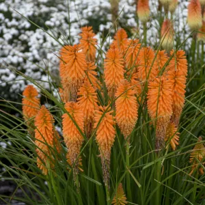 Fakľovka 'Orange Blaze'