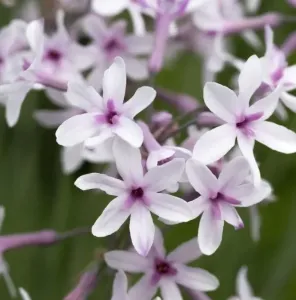 Tulbagia 'Purple Eye'
