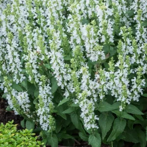 Šalvia hájna 'Sensation White'
