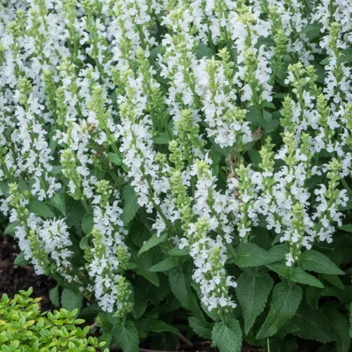 Šalvia hájna 'Sensation White'