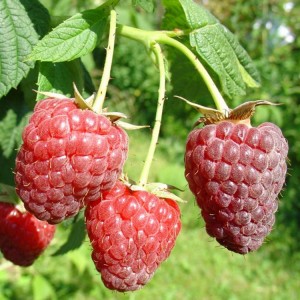 Malina 'Polesie'