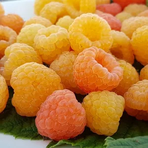 Malina 'Jantar'