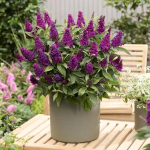Budleja Dávidova Butterfly Candy 'Little Magenta'